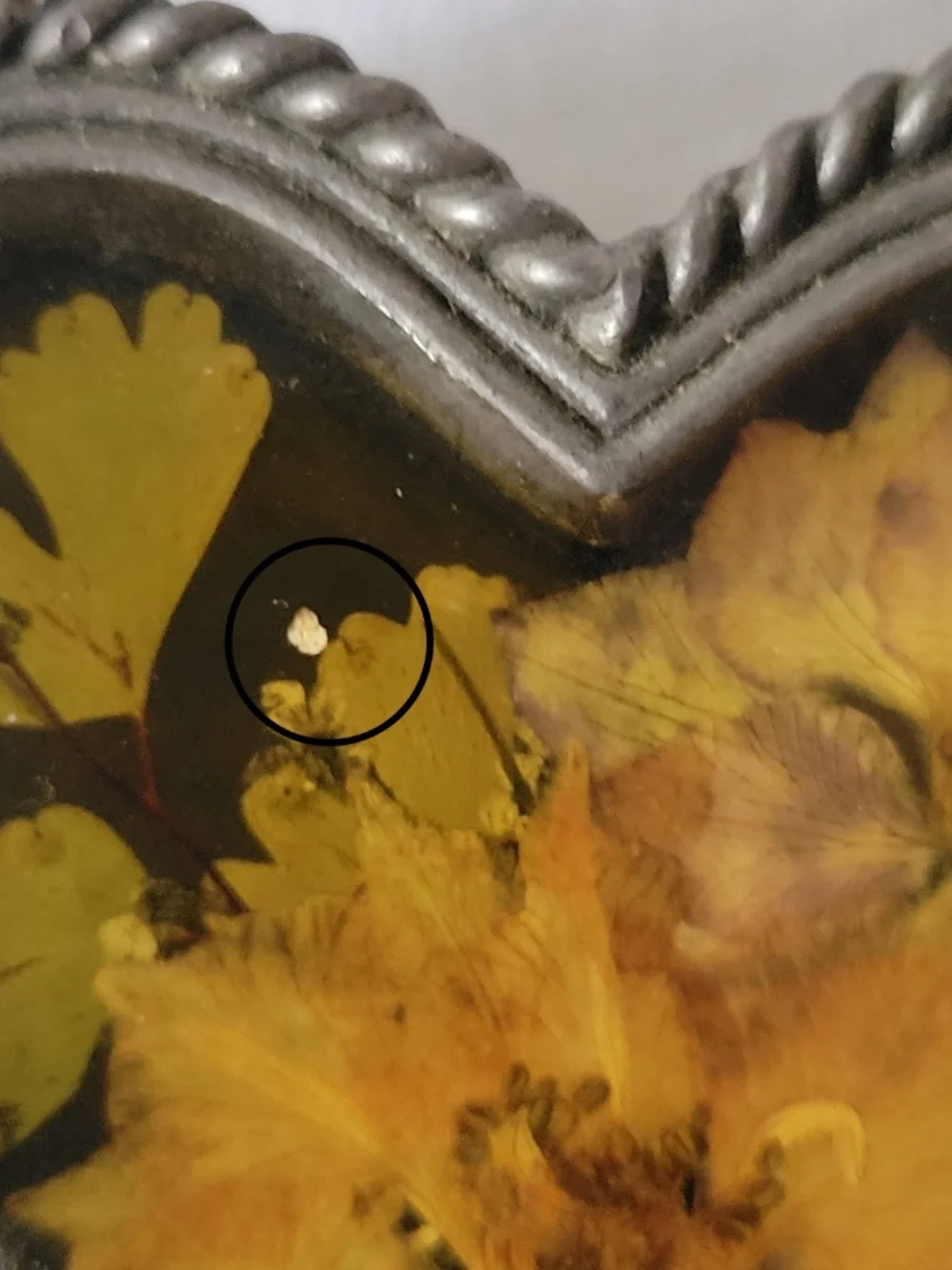 Pewter Heart Shape Trinket Box with Pressed Flower in a Resin Lid
